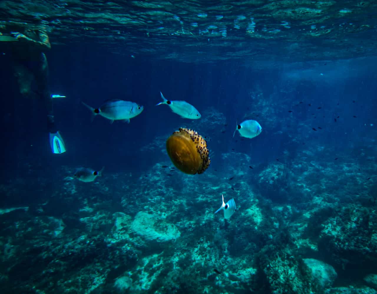 03-Hour Fishing Charter